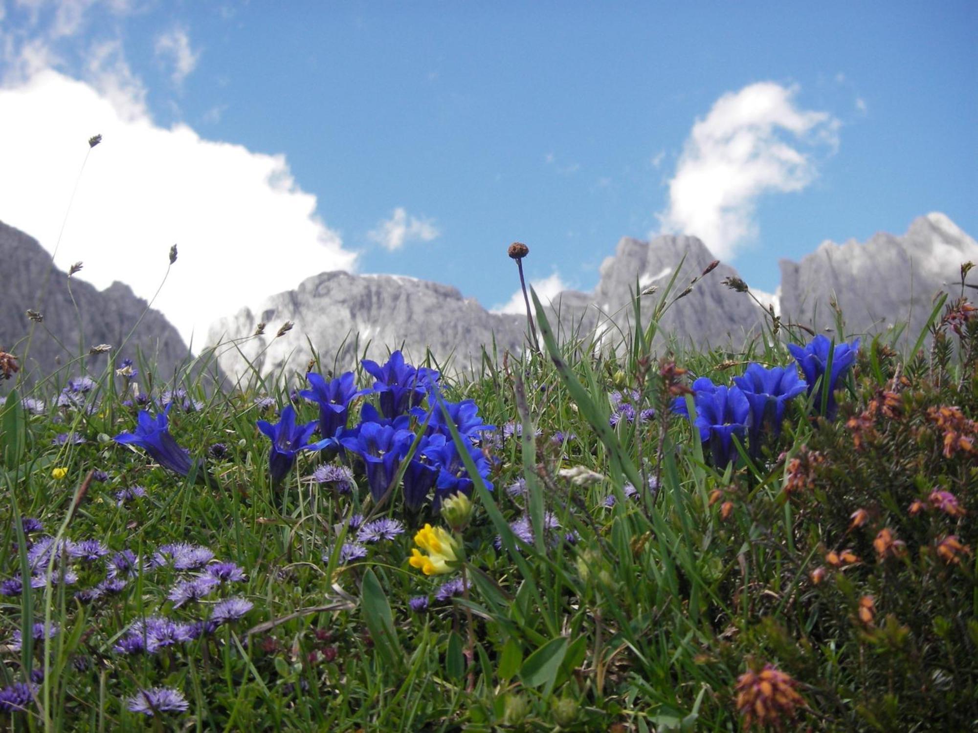 Molteraugut Lägenhet Mühlbach am Hochkönig Exteriör bild