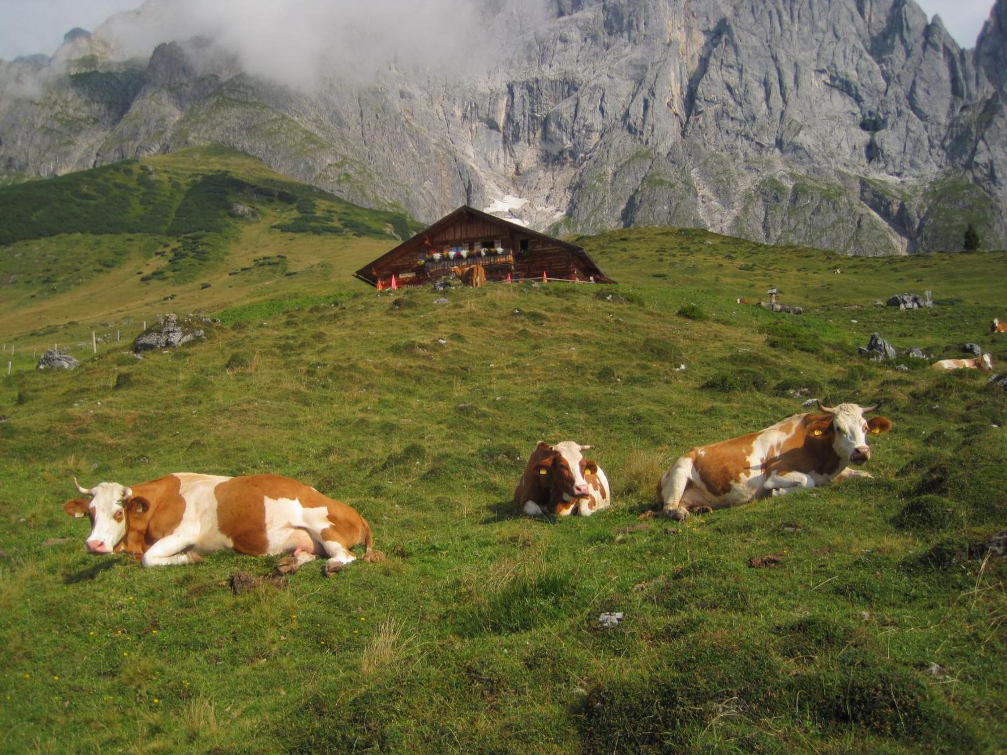 Molteraugut Lägenhet Mühlbach am Hochkönig Exteriör bild
